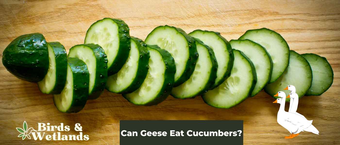 Can Geese Eat Cucumbers? The Verdict on Fresh Veggies