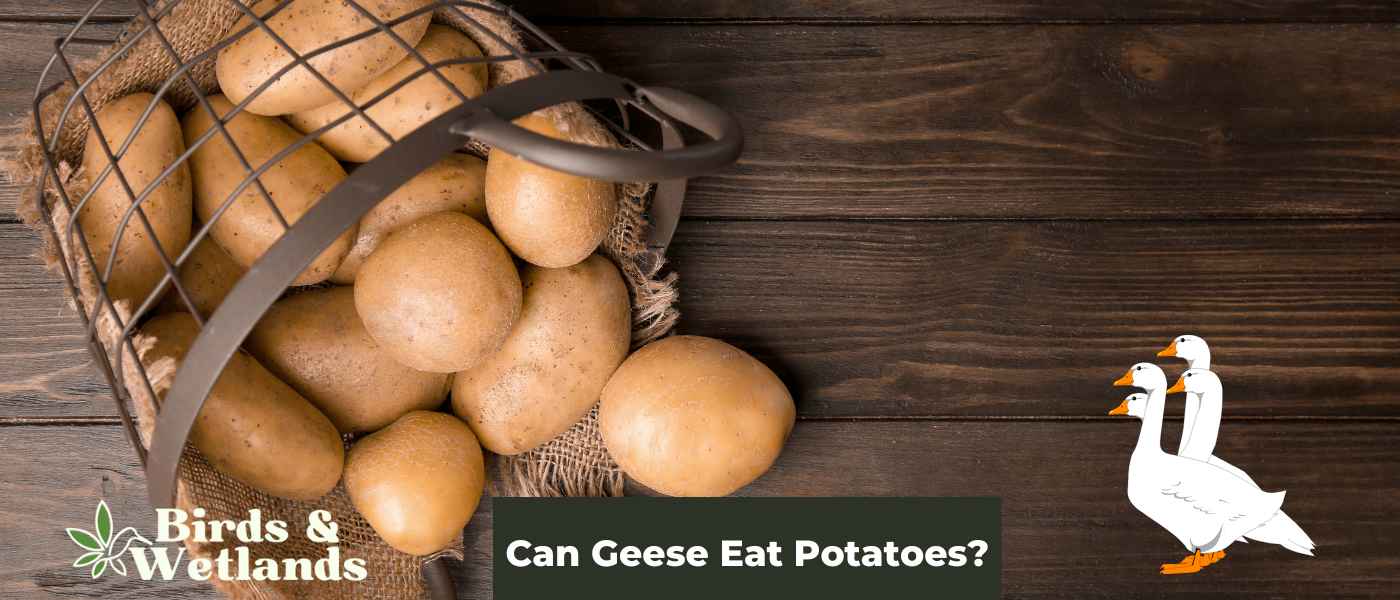 Can Geese Eat Potatoes? The Definitive Answer