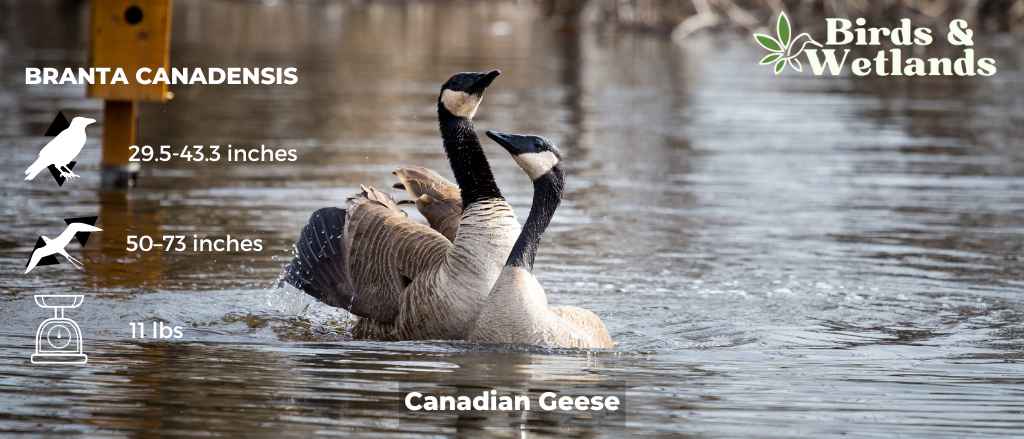 Canadian Geese Facts