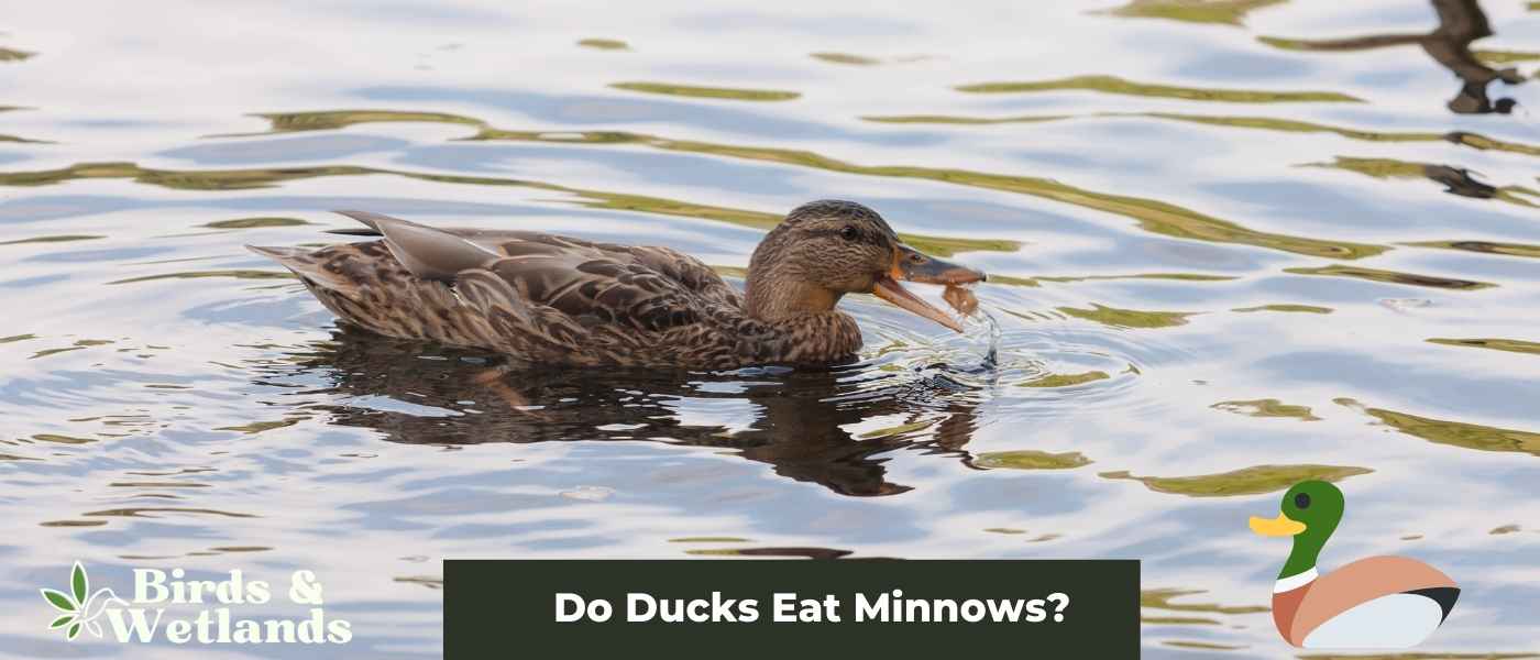 Oat-tastic: Can Ducks Eat Oats?