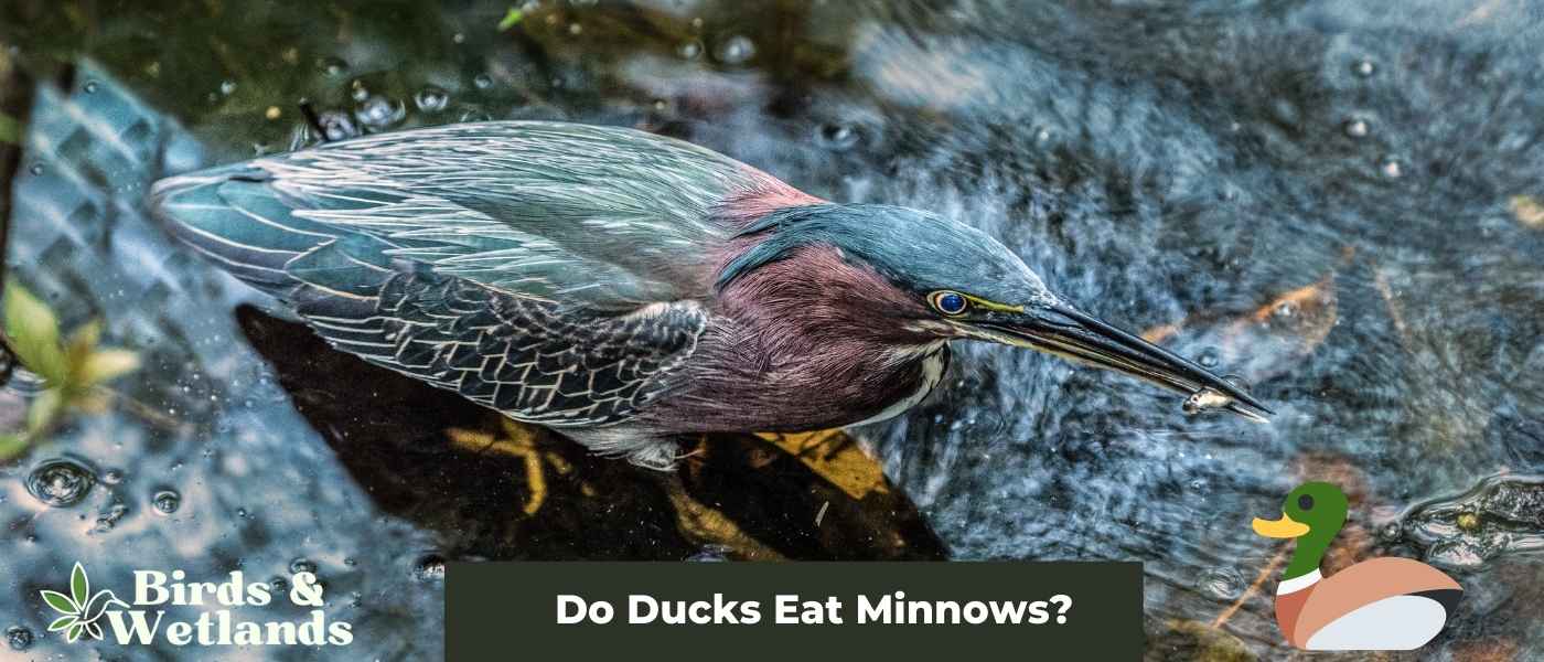 Squash the Rumors: Can Ducks Eat Squash?