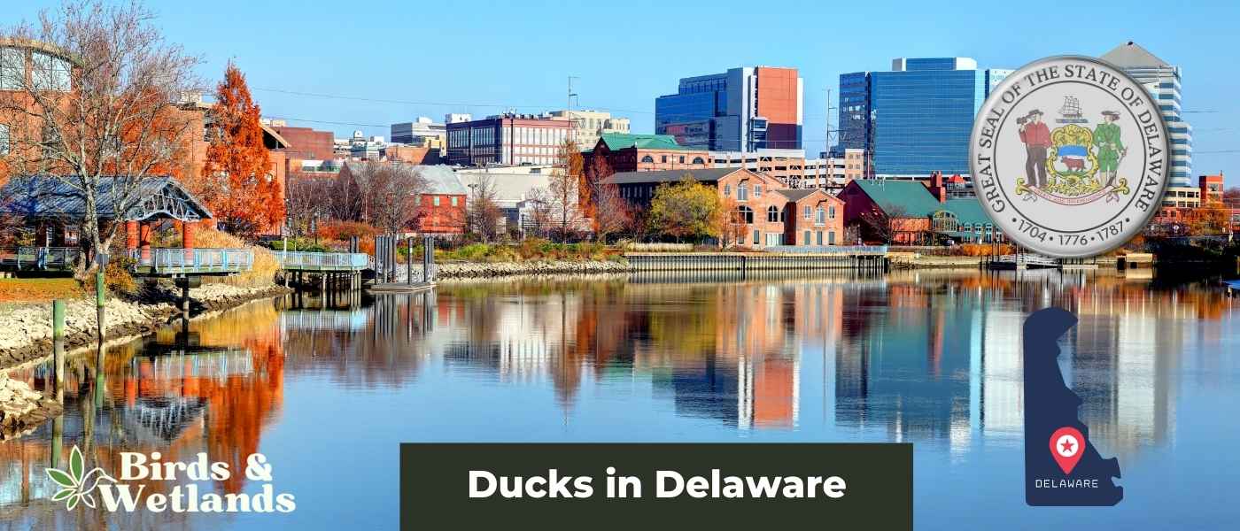 Ducks in Delaware