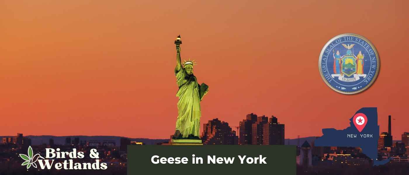 9 Fascinating Hawks in New York