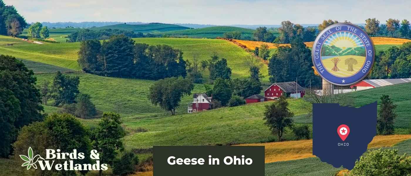 Exploring Remarkable Hawks in Ohio (9 Species)