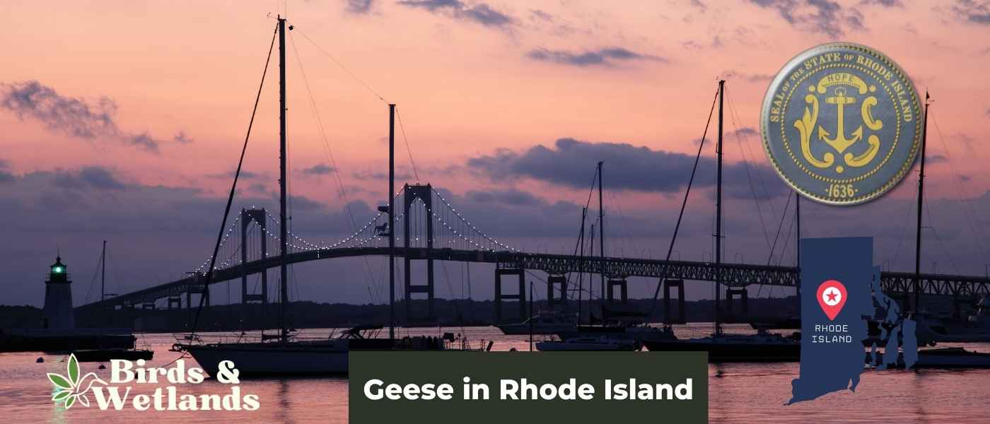 Birds Of Prey in Rhode Island (Top 21 + Photo Guides)