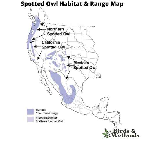 Definitive Guide to Mexican Spotted Owl