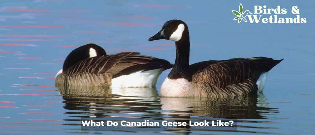What Do Canadian Geese Look Like?