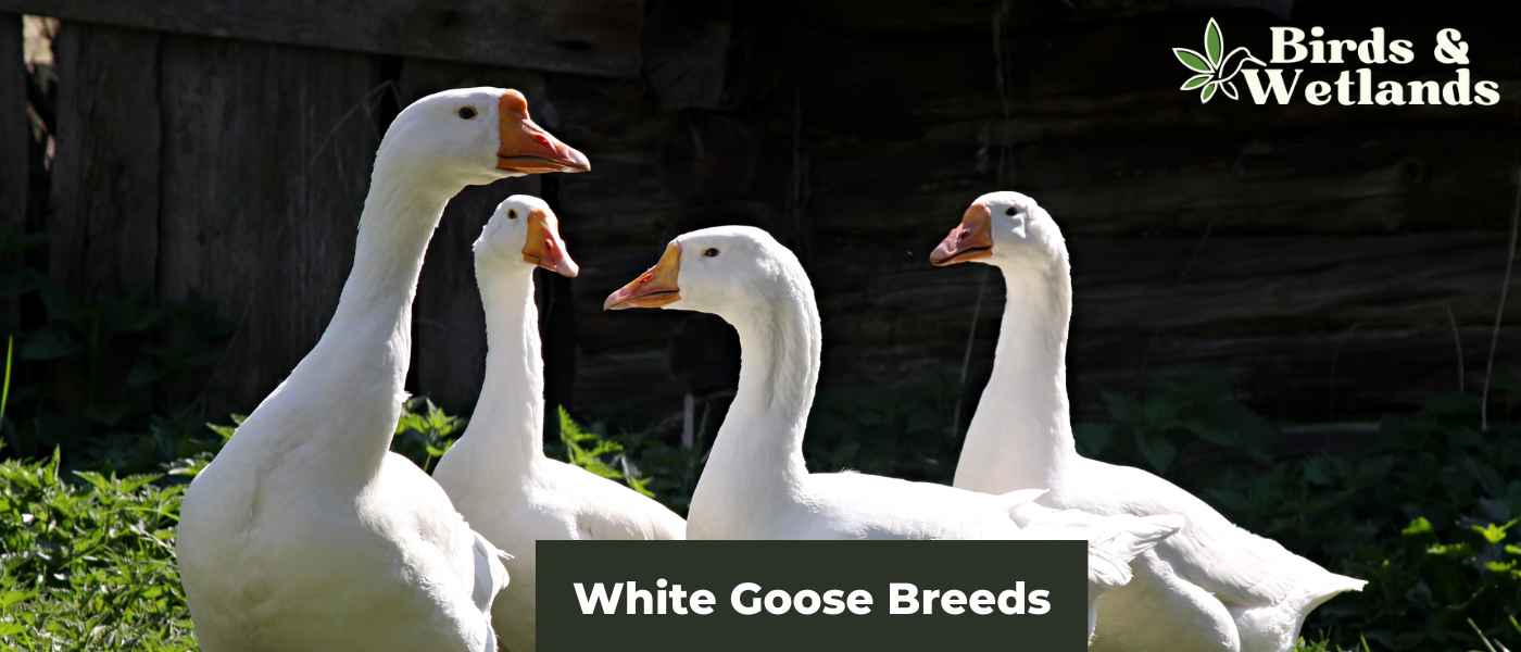 White Goose Breeds
