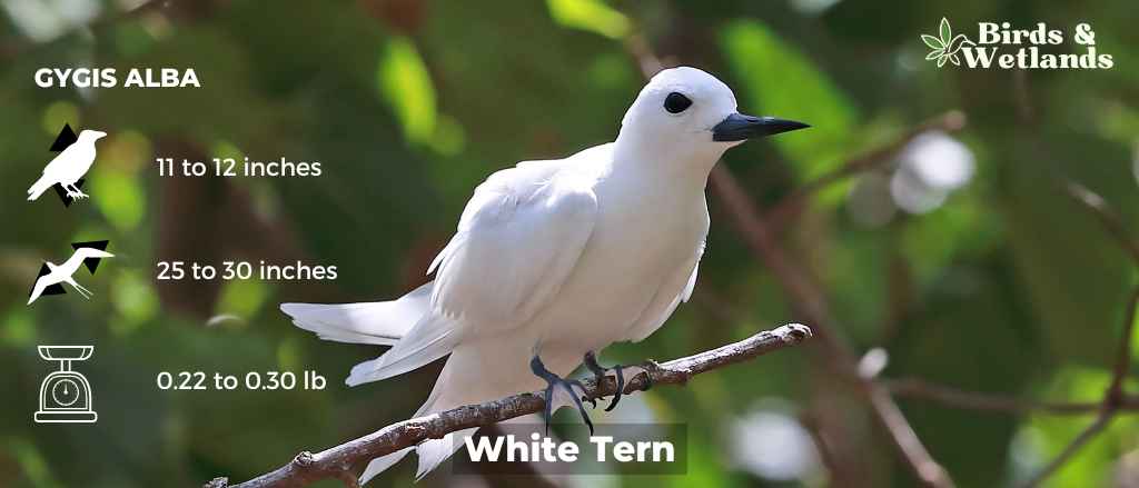 A Guide to Identifying Ducks with White Heads: