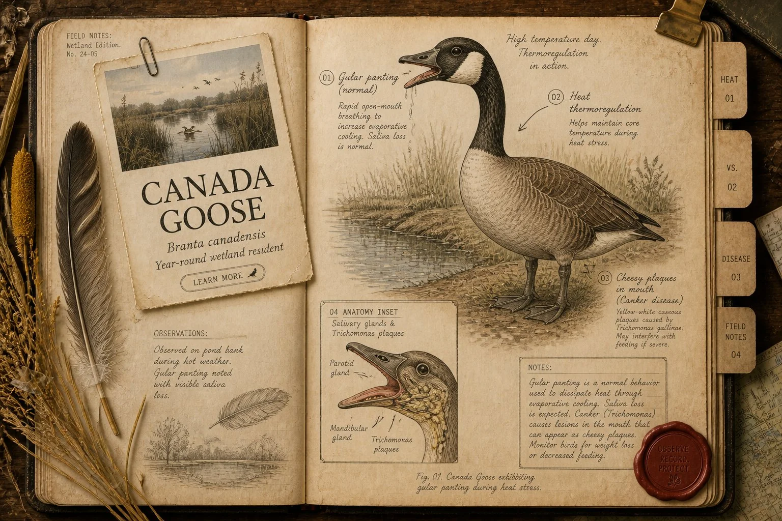 Do Geese Drool? Yes - Here's What's Normal, What's a Heat Response, and What's Disease