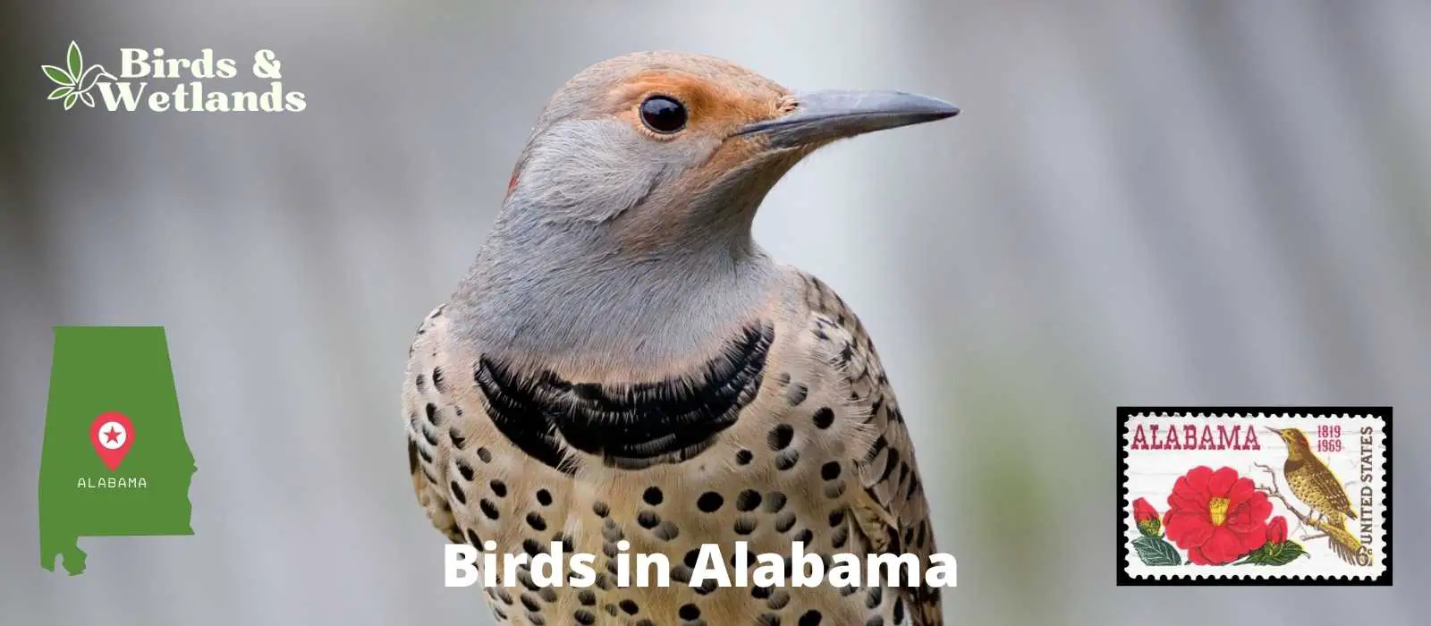 Birds in Alabama