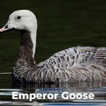 Emperor Goose (Anser Canagicus)