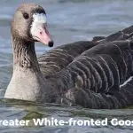 Greater White-Fronted Goose (Anser albifrons)