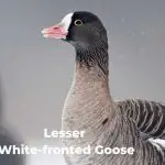 Lesser White-Fronted Goose (Anser Erythropus)