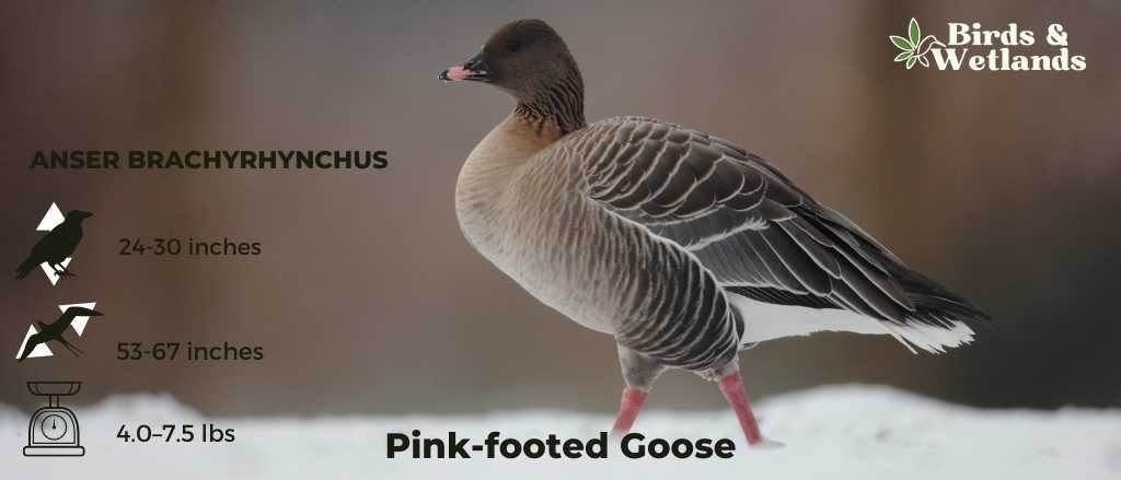 Pink-footed Goose (Anser Brachyrhynchus)