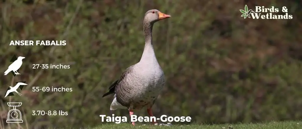 Taiga Bean-Goose (Anser fabalis)