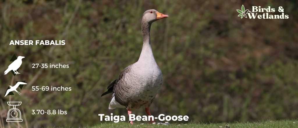 Taiga Bean-Goose (Anser fabalis) - Birds & Wetlands