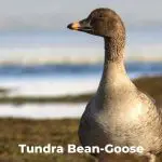 Tundra Bean-Goose (Anser serrirostris)