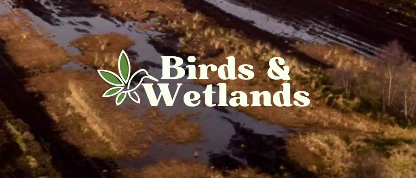 wetlands and birds