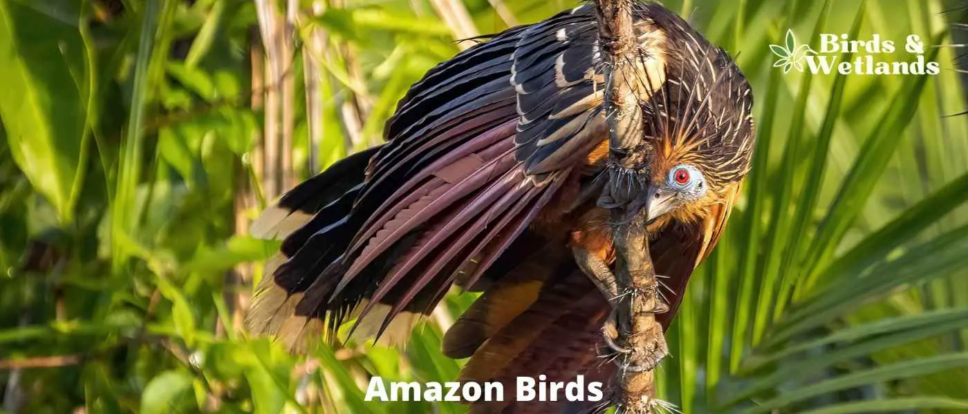 Amazon Birds