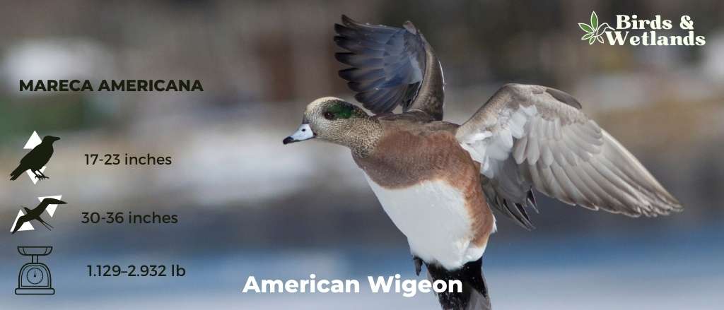 American Wigeon