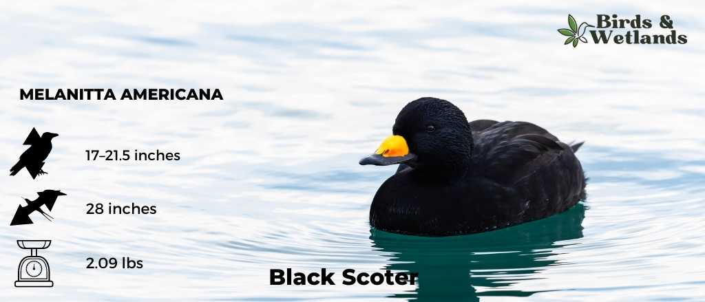 Black Scoter