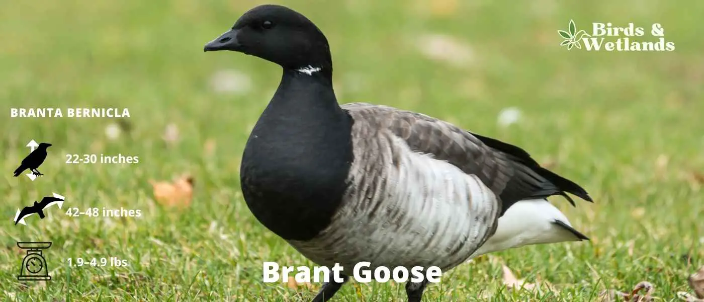 Brant Goose (Branta bernicla)
