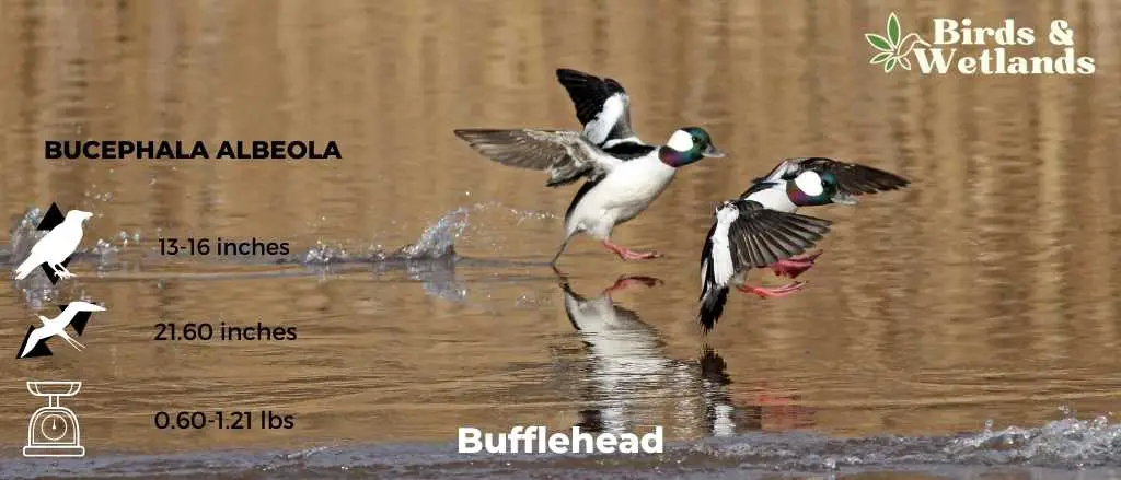 Bufflehead