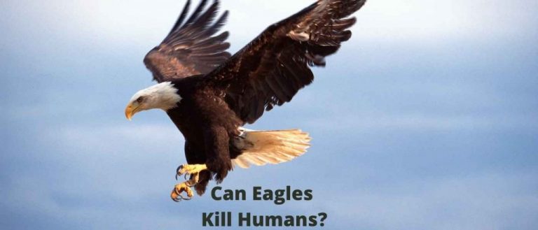 Can Eagles Kill Humans? The Reality Behind Eagle Encounters - Birds ...