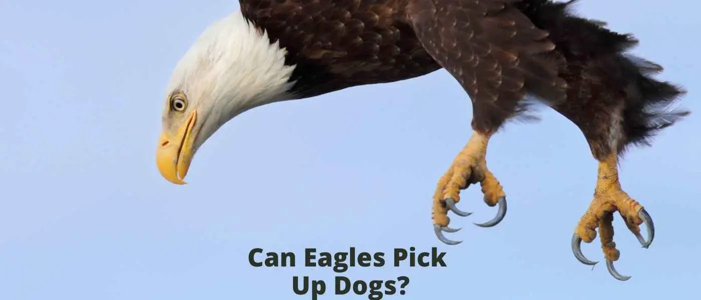 Can Eagles Pick Up Dogs