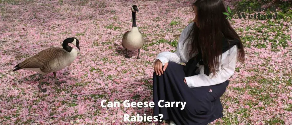 Can Geese Carry Rabies