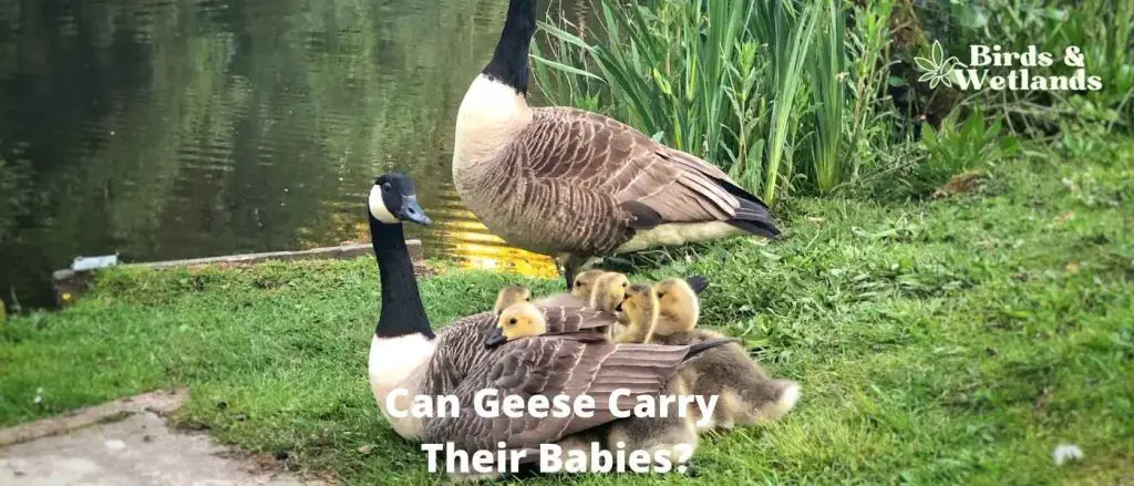 Can Geese Carry Their Babies