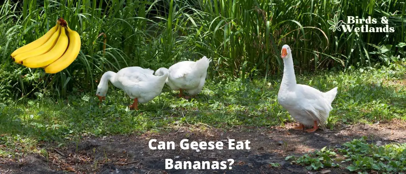 Can Geese Eat Bananas