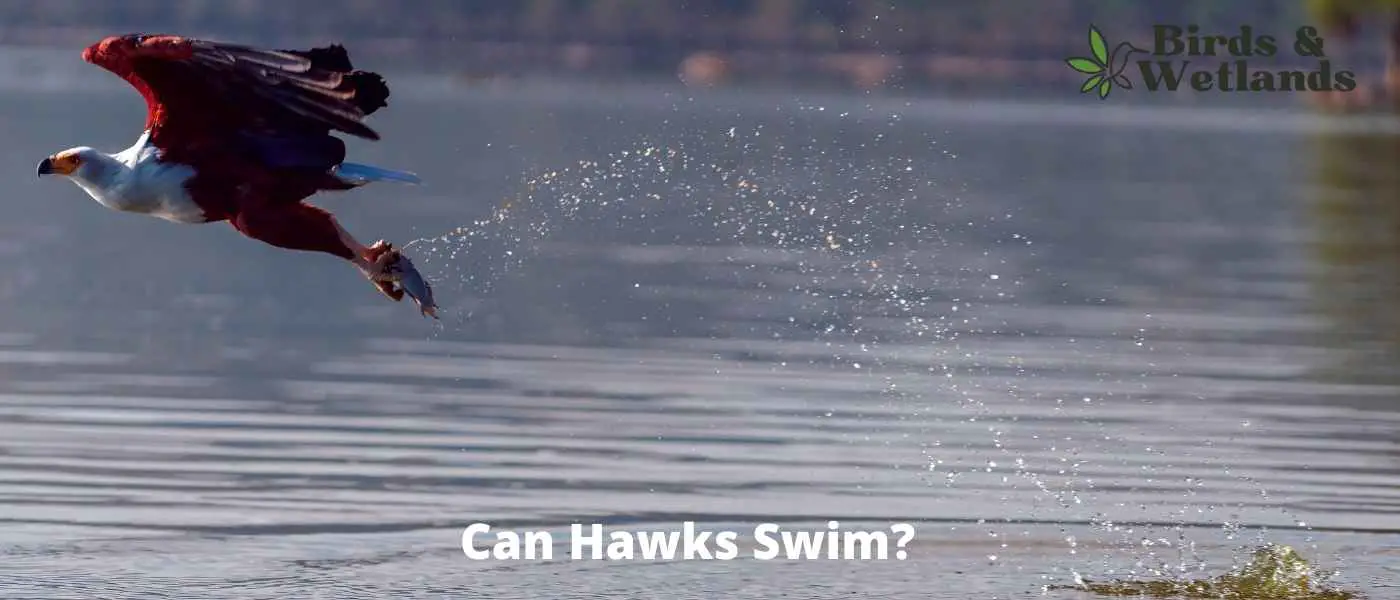 Can Hawks Swim?