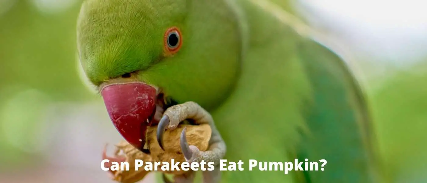 can parakeets eat pumpkins
