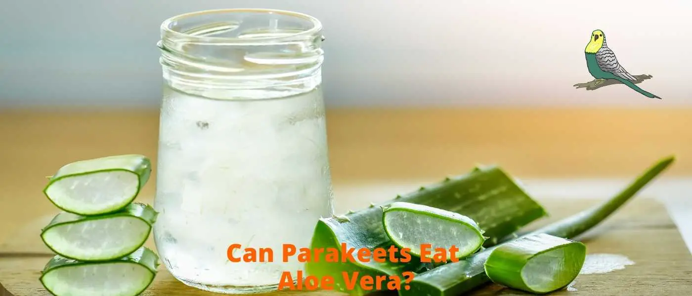 Can Parakeets eat aloe vera