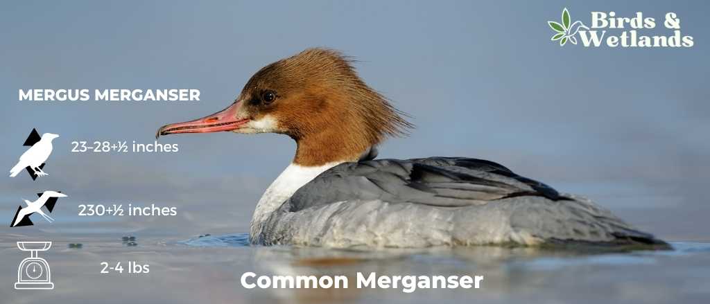 Common Merganser