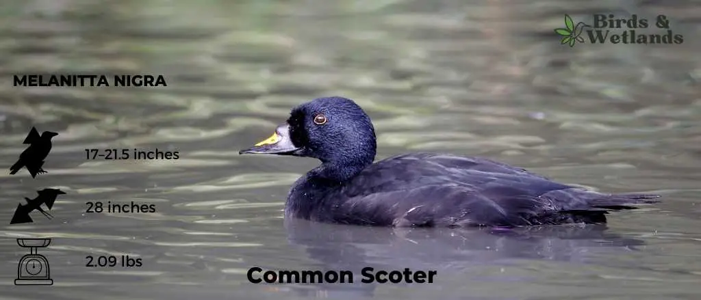 Common Scoter