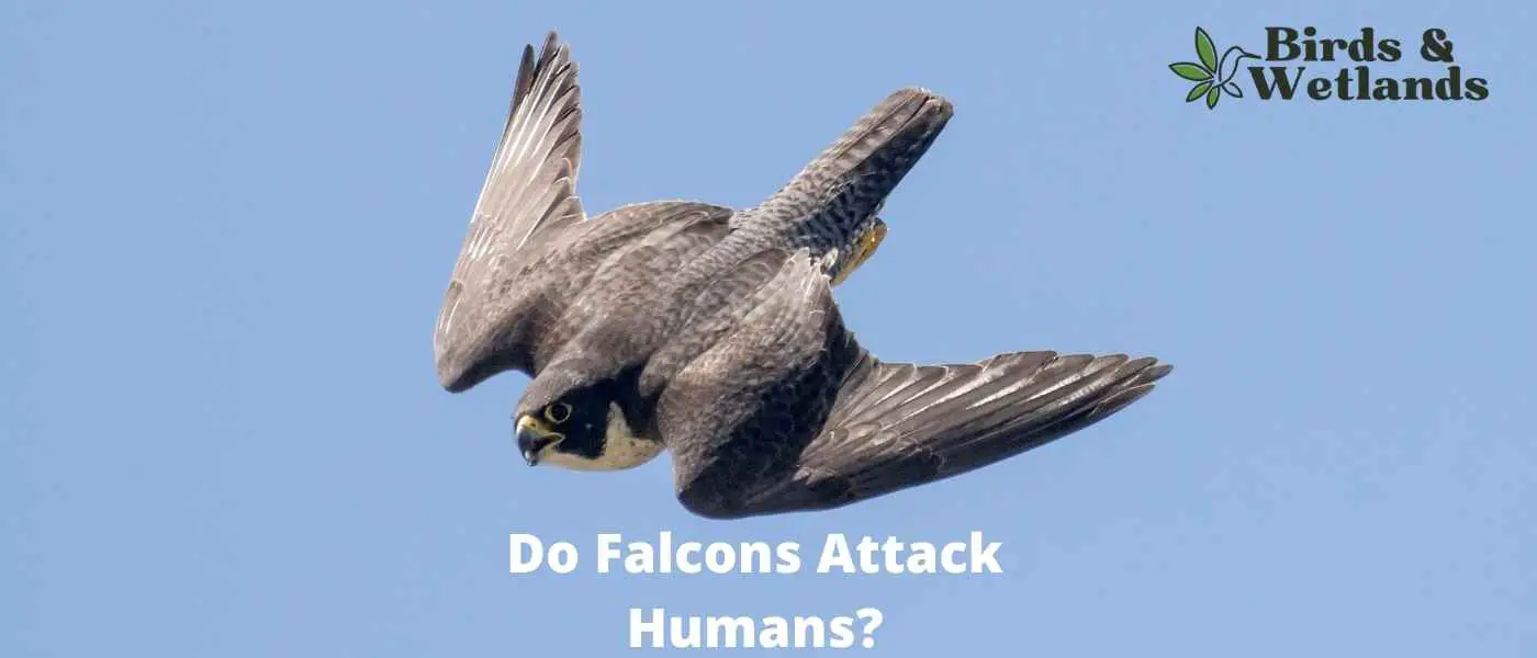Do Falcons Attack Humans?