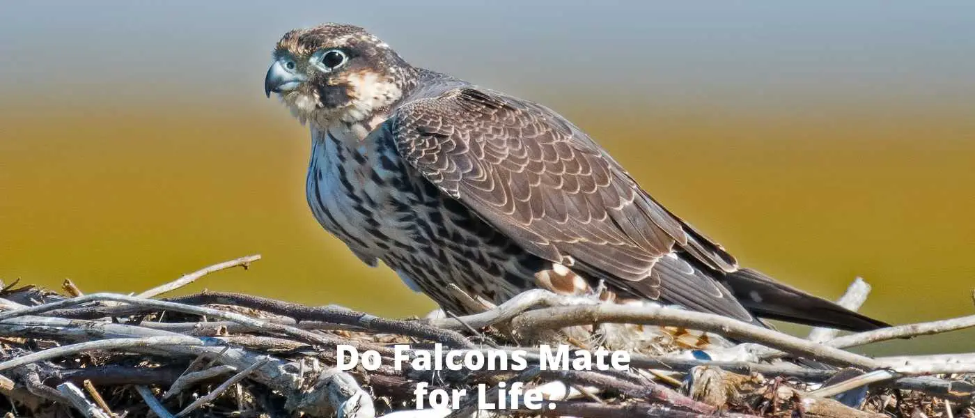 Do Falcons Mate for Life