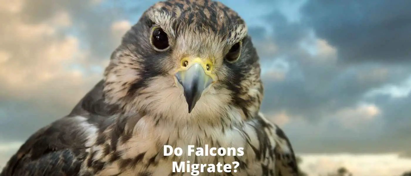 Do Falcons Migrate