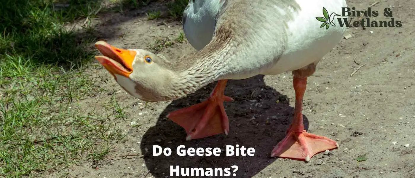 Do Geese Bite Humans