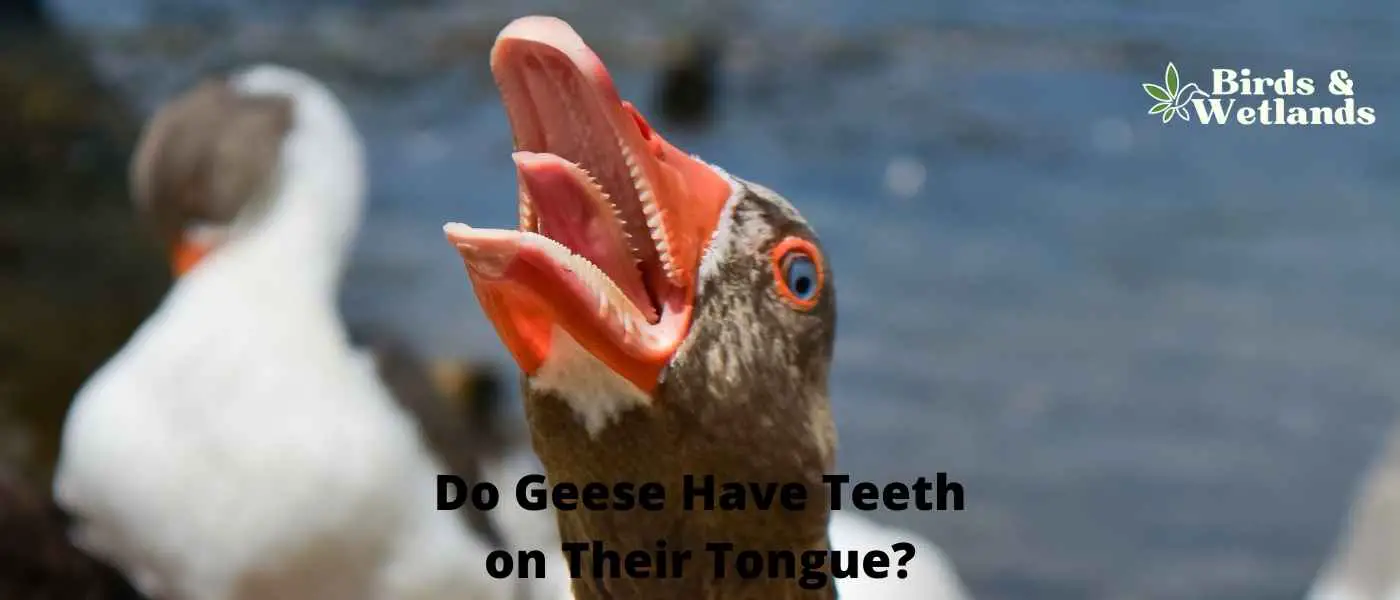 Do Geese Have Teeth on Their Tongue?