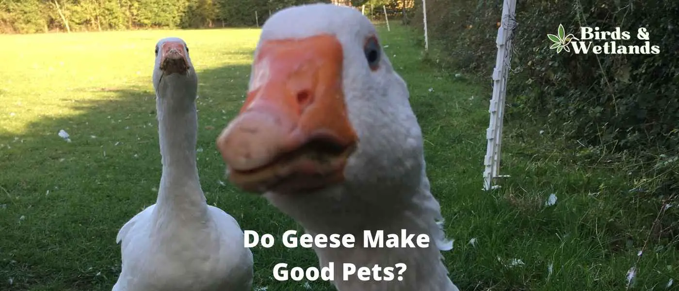 Do Geese Make Good Pets