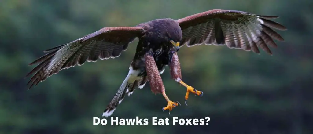 Do Hawks Eat Foxes