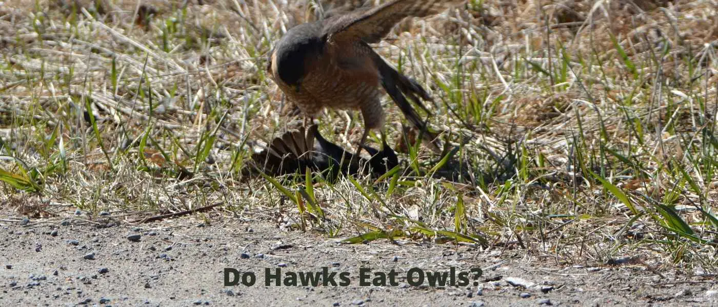 Do Hawks Eat Owls?