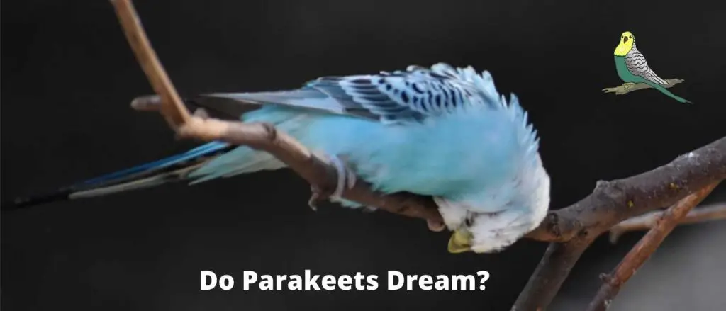 Do Parakeets Dream