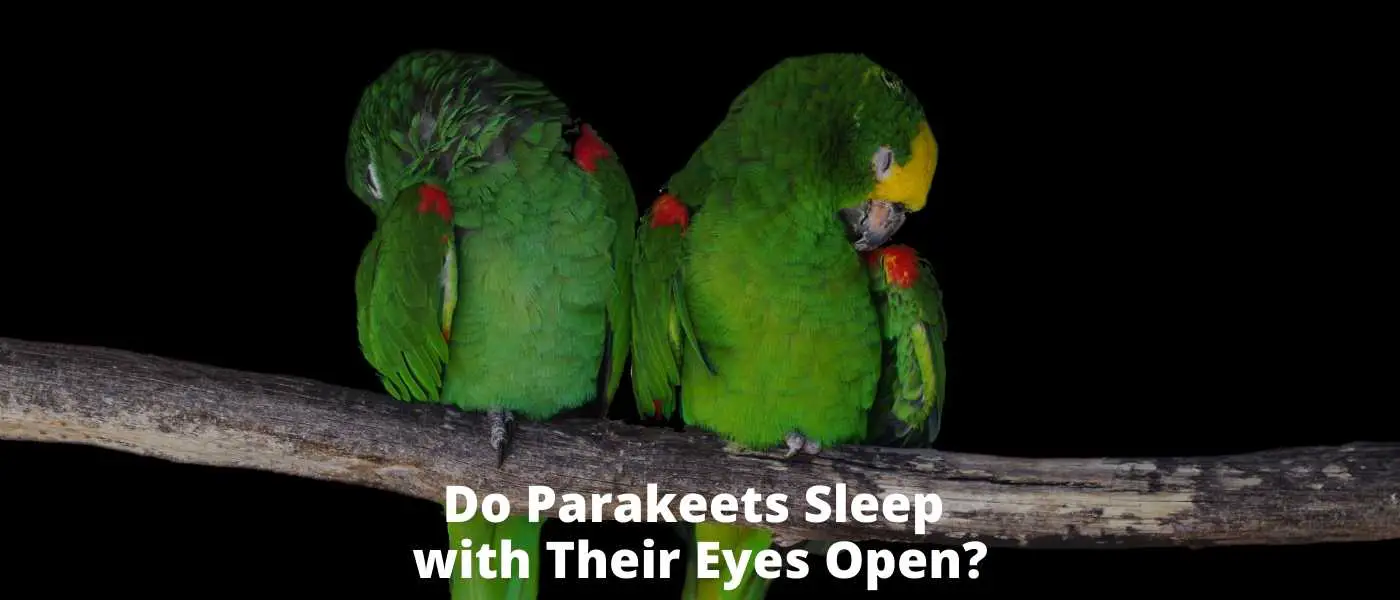 Do parakeets with their eyes open