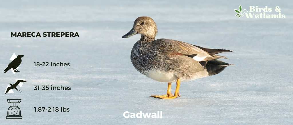 Gadwall