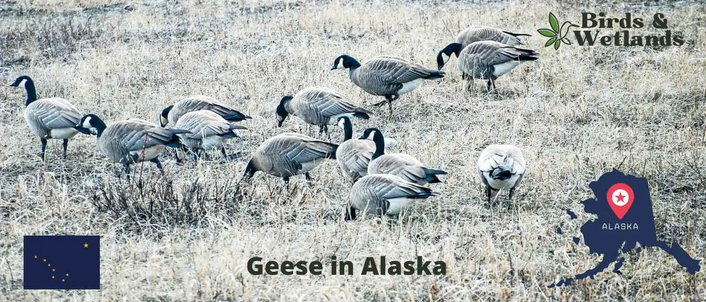 Geese in Alaska